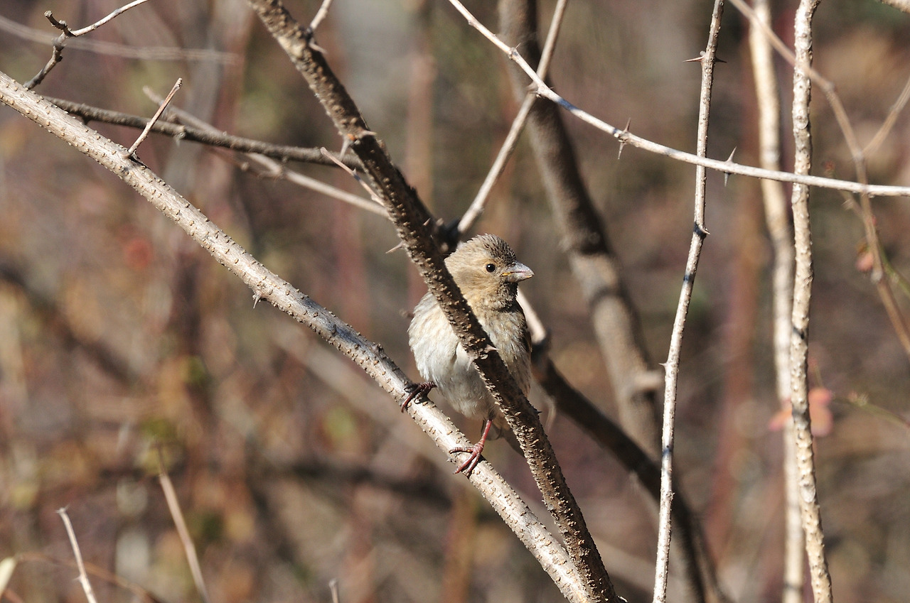 붉은양진이 암컷.jpg