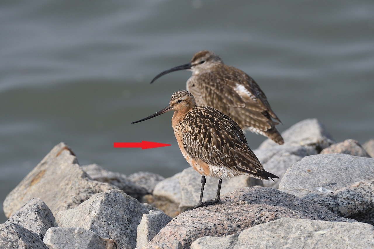 DSC_5012_00002 큰뒷부리도요 인천.jpg