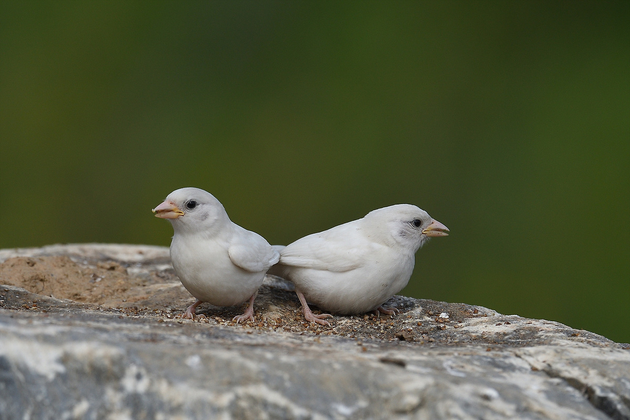 알비노 참새2.jpg