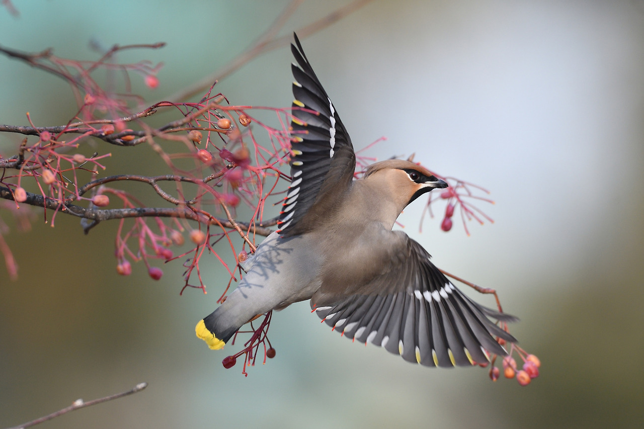 날개 핀 황여새.jpg