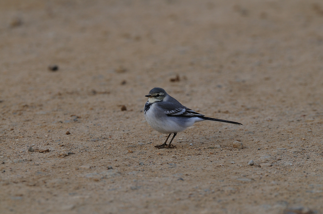 백할미새 암컷.jpg