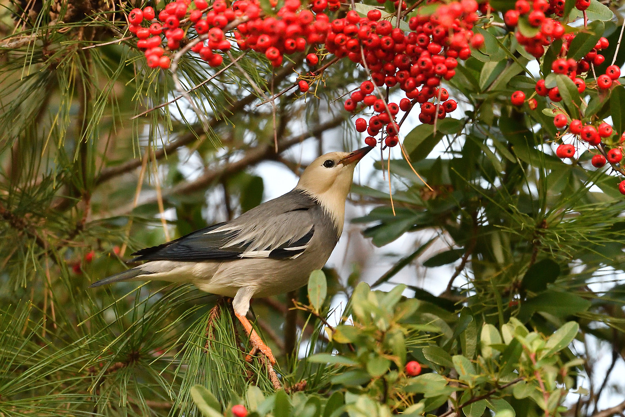 붉은부리찌르레기 강릉.jpg