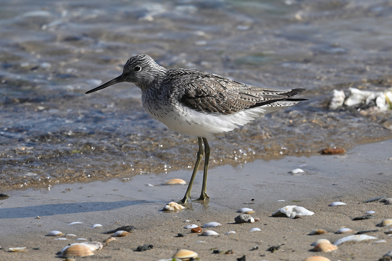 17. 청다리도요.jpg