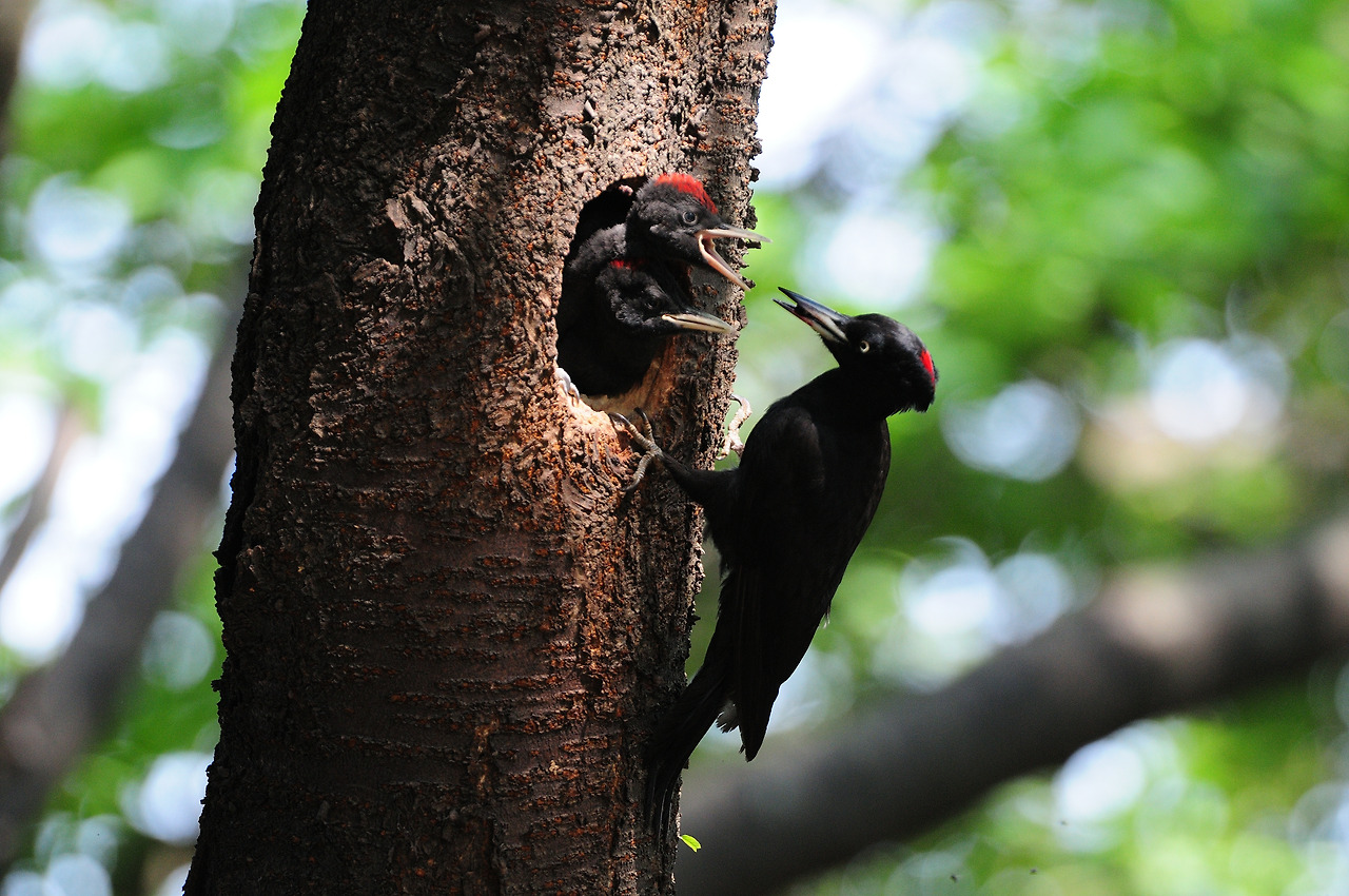 까막딱따구리 육추.jpg