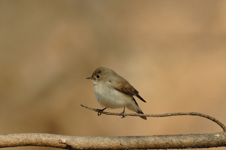 흰꼬리딱새 암컷.jpg