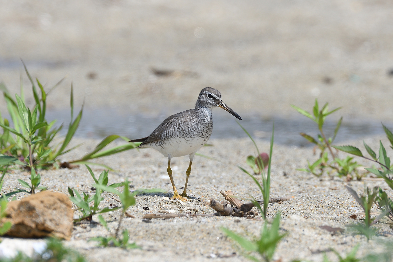 노랑발도요 3 강릉 남대천.jpg