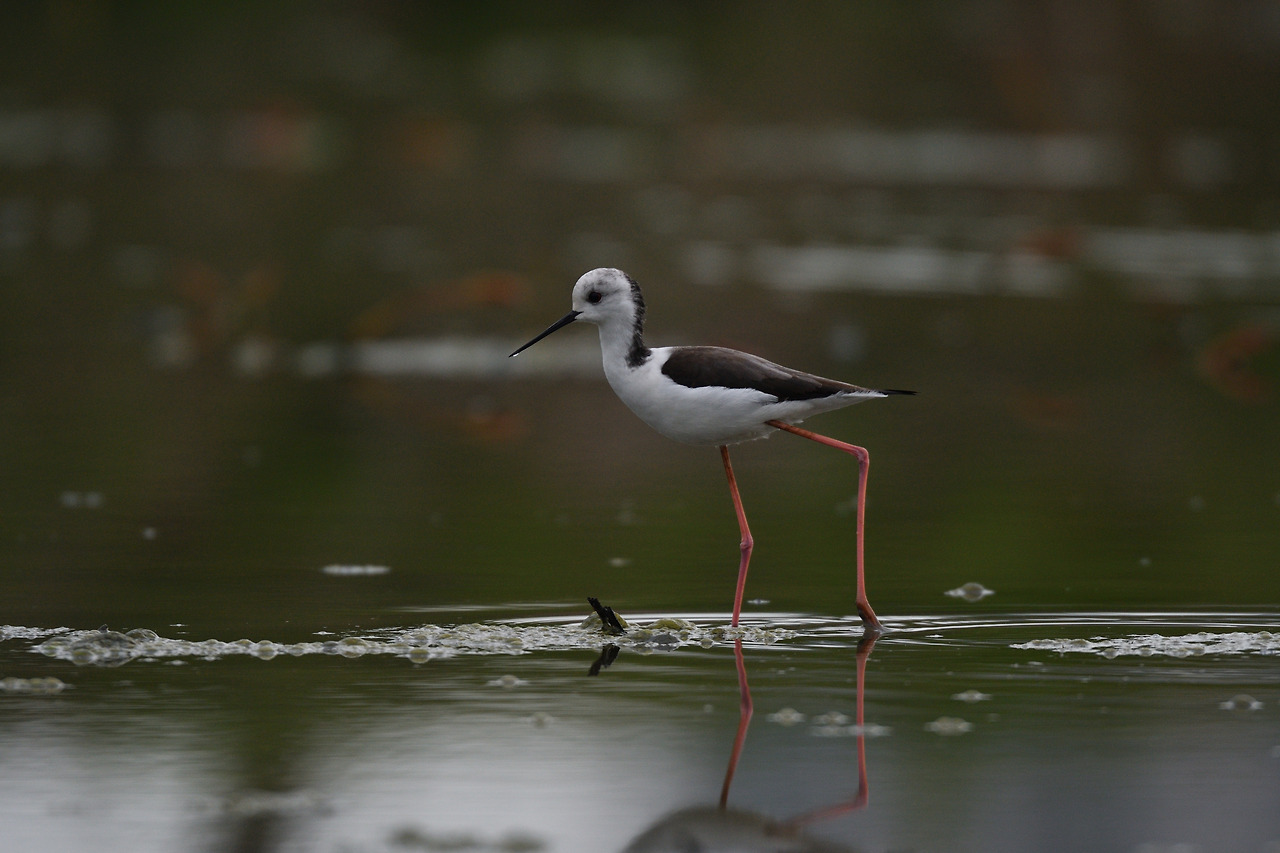 20180422 경기시흥1.jpg