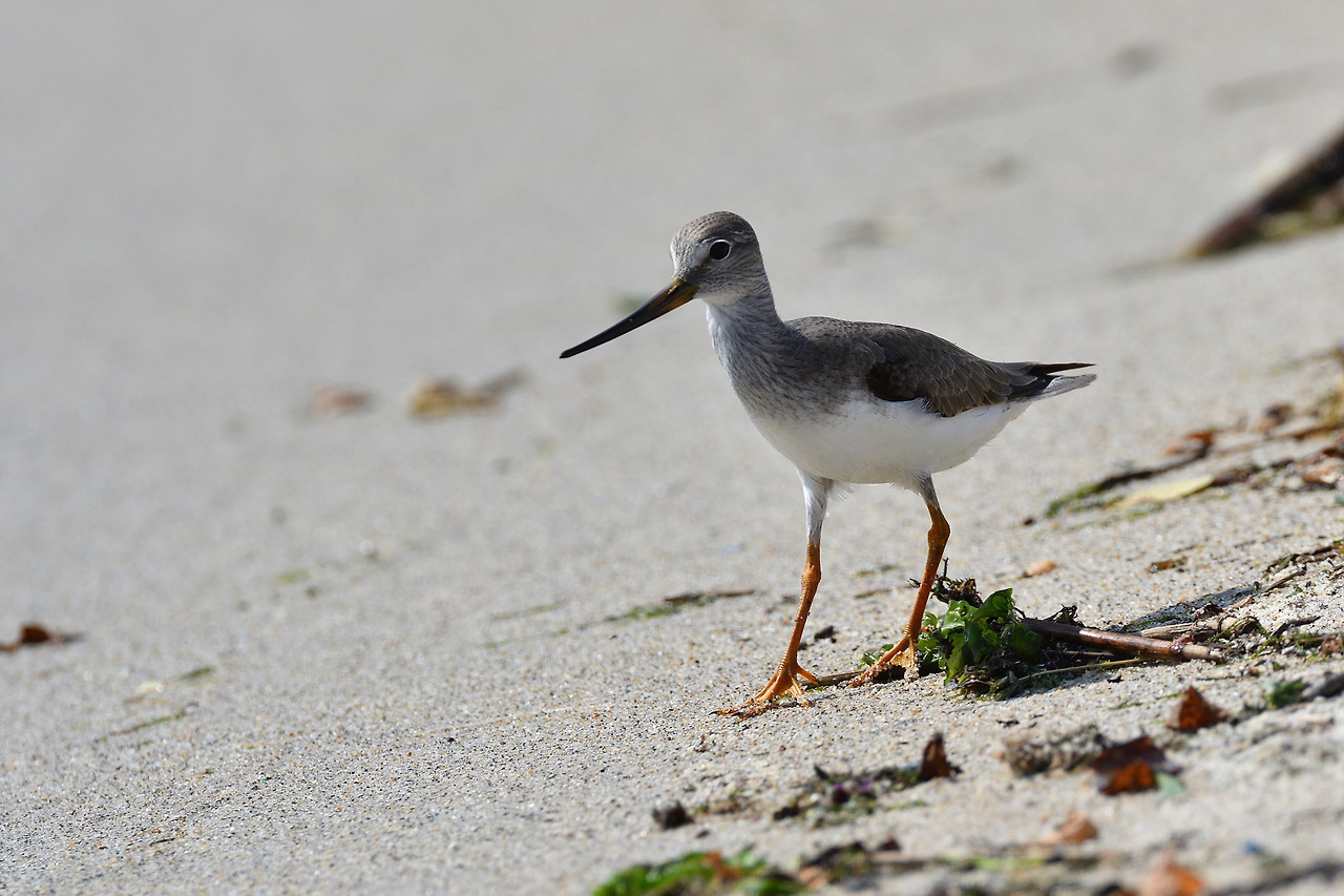 DSC_5737_00001 뒷부리도요.jpg