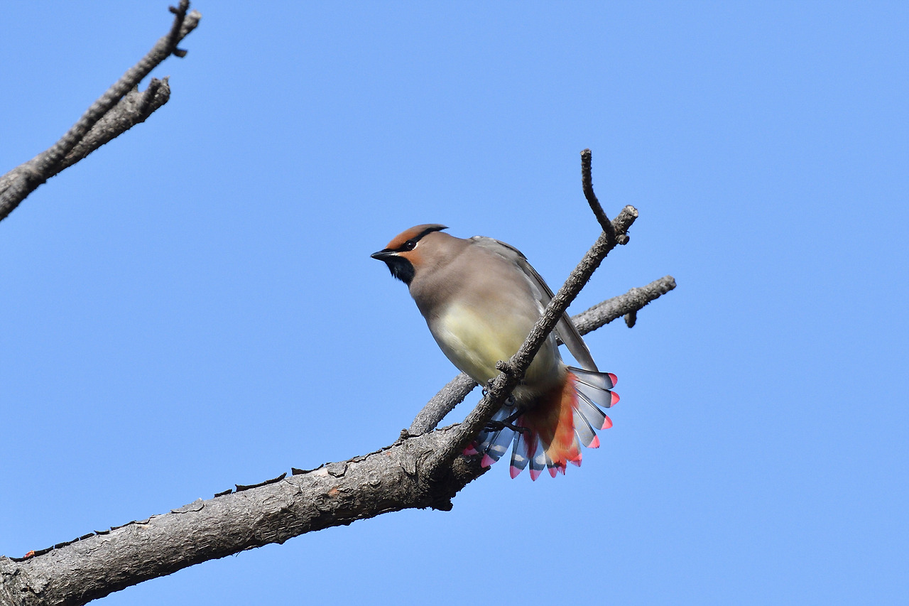 날개 핀 홍여새.jpg