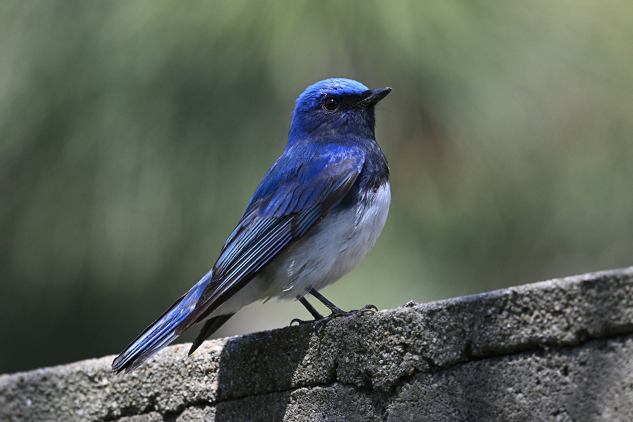 20. 큰유리새.jpg