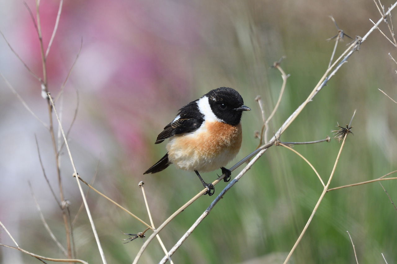 검은딱새 수컷.jpg