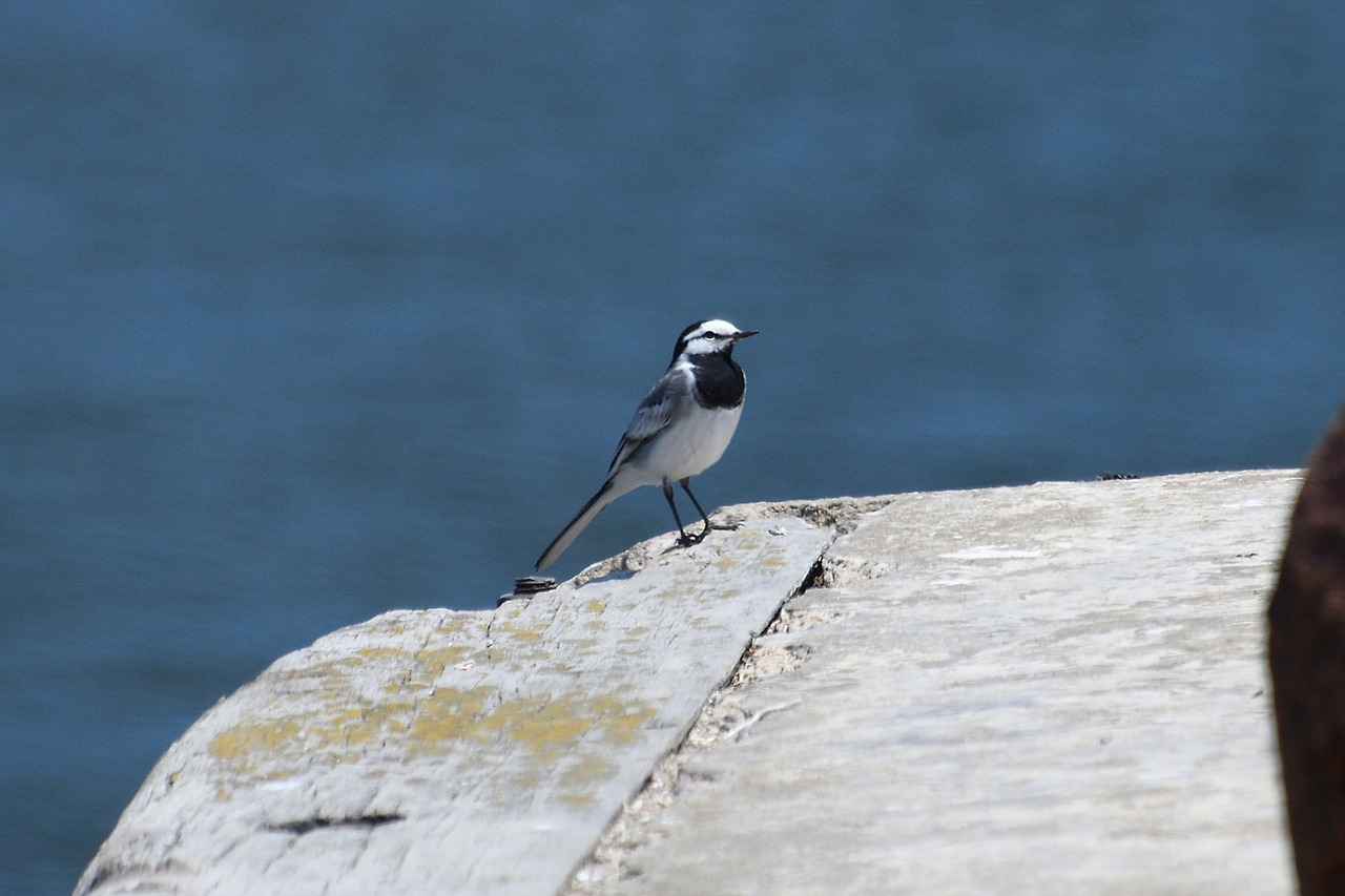 17. 백할미새.jpg