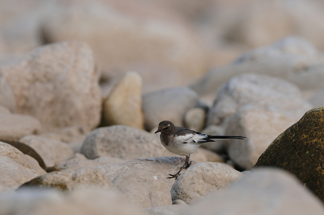 검은등할미새 어린 개체.jpg
