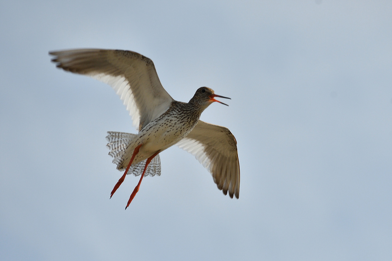 DSC_0658_00001 붉은발도요 송산.jpg