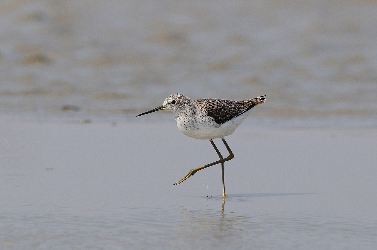 YSK_0129_00001 쇠청다리도요 경기 화성.jpg