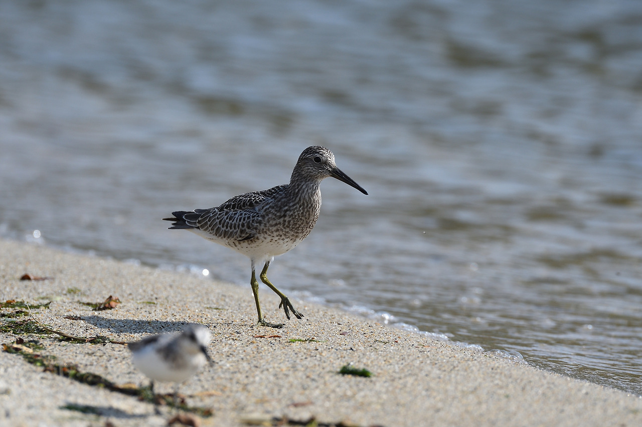 KakaoTalk_20220630_163235827 붉은어깨도요2.jpg