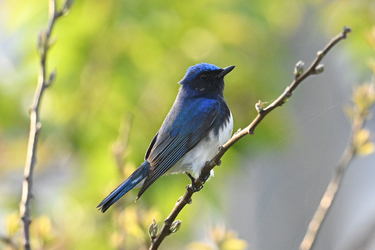 1. 큰유리새2.jpg