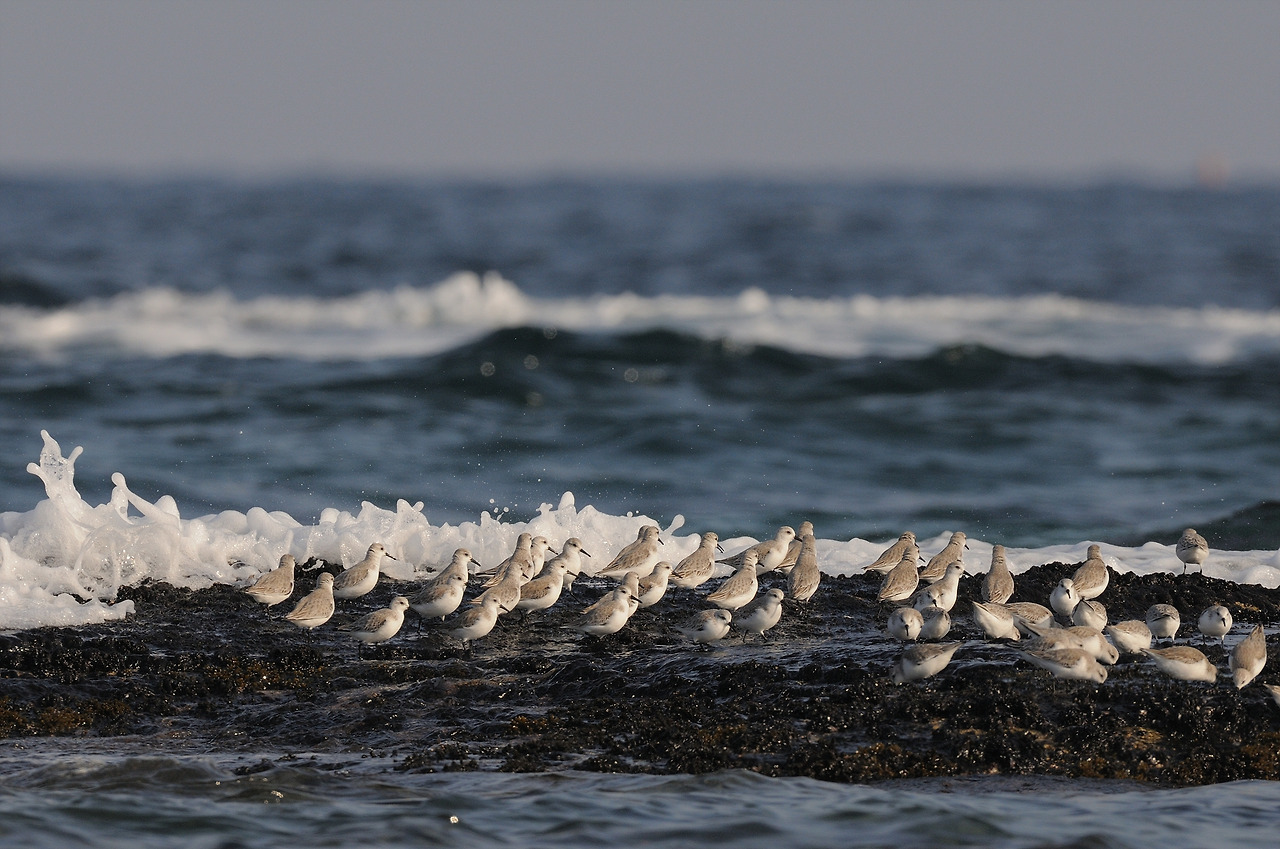 KakaoTalk_20220630_162958636 세가락도요.jpg