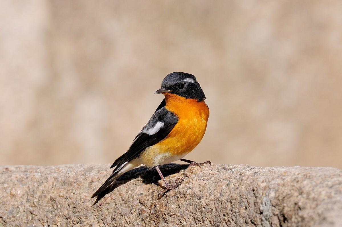 노랑딱새 창경궁.jpg