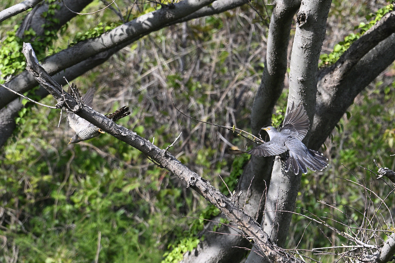 10일 오후 뻐꾸기DSC_0562.jpg