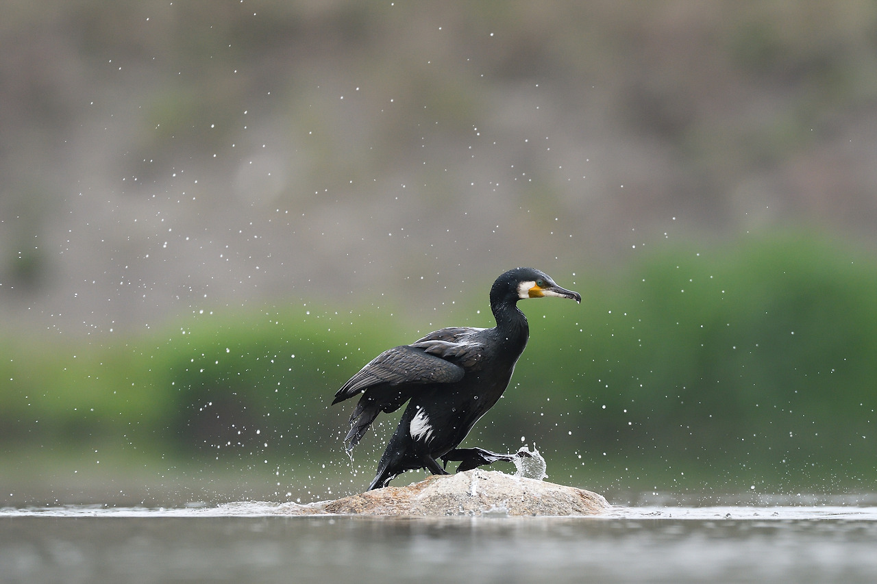 쇠제비갈매기 가마우지.jpg