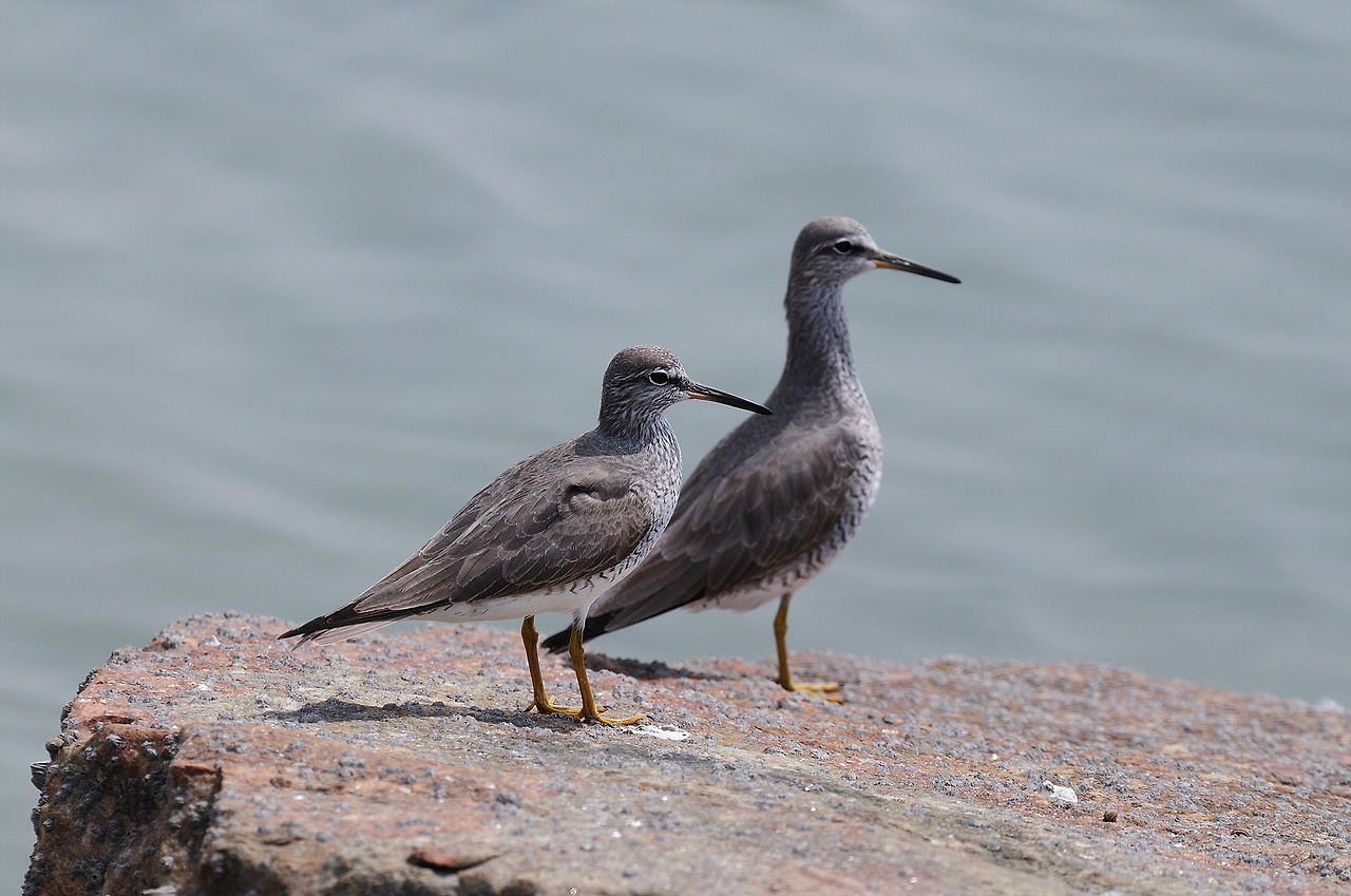 YSK_9822_00007 노랑발도요 2.jpg