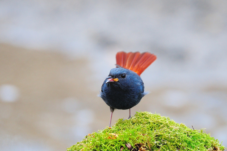 부채꼬리바위딱새5 강서.jpg