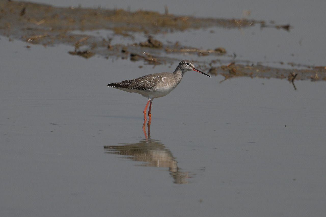 DSC_5232 붉은발도요 화성.jpg