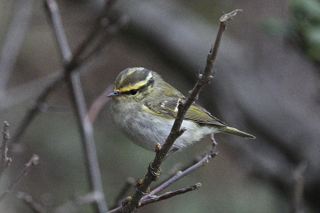 노랑허리솔새 (1).jpg
