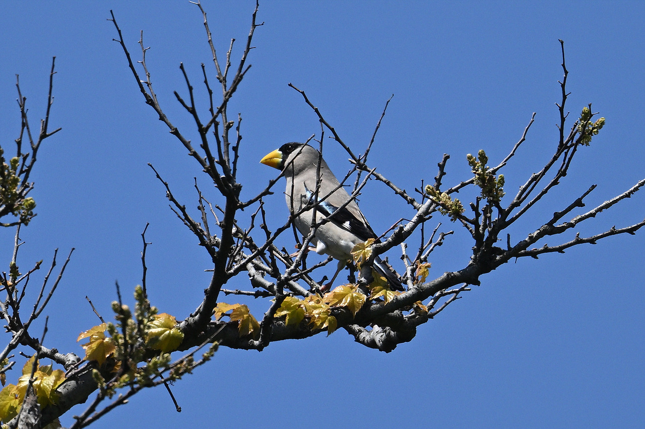 5, 큰부리밀화부리1.jpg