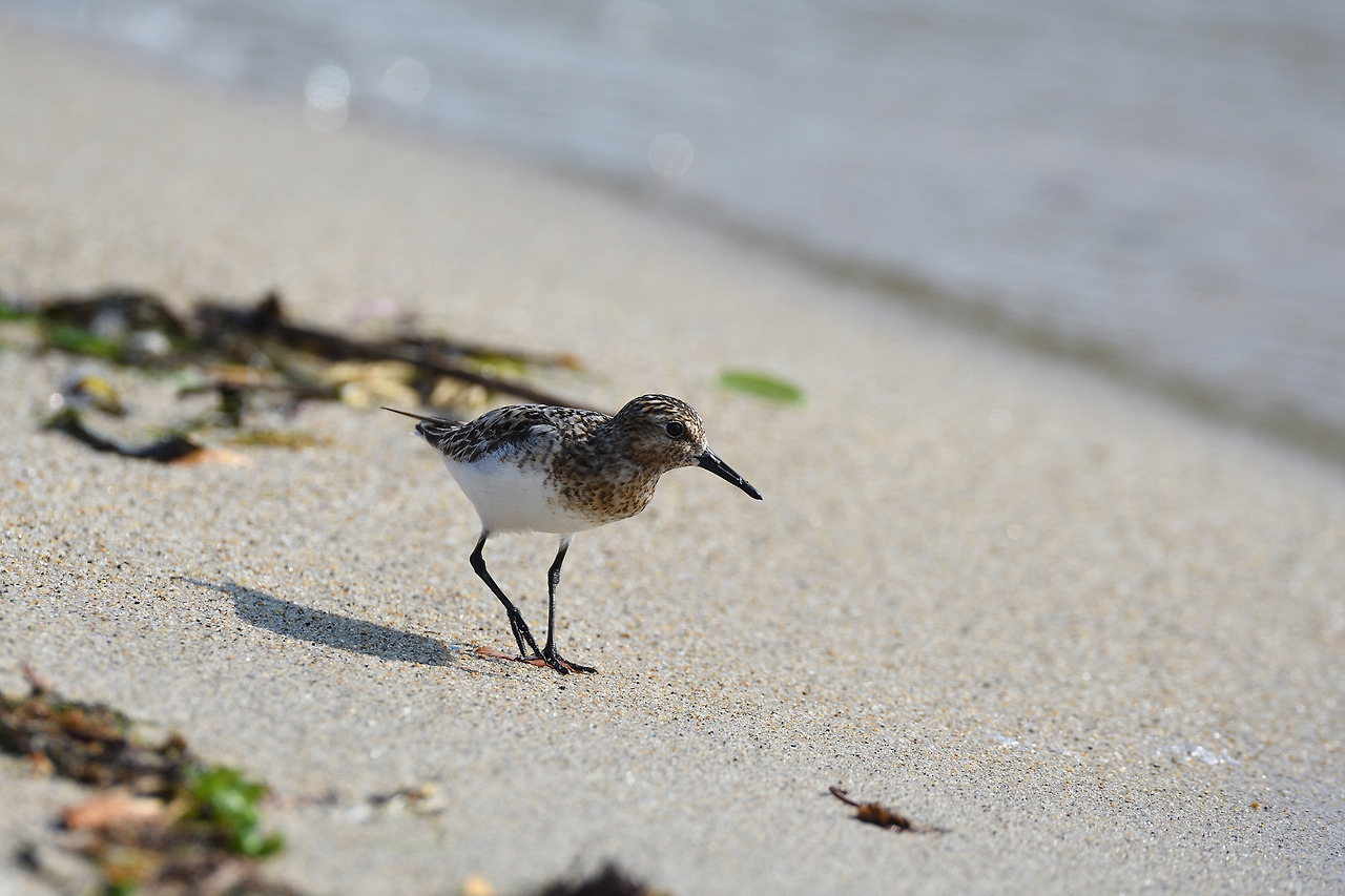 KakaoTalk_20220630_162959418 세가락도요 3.jpg