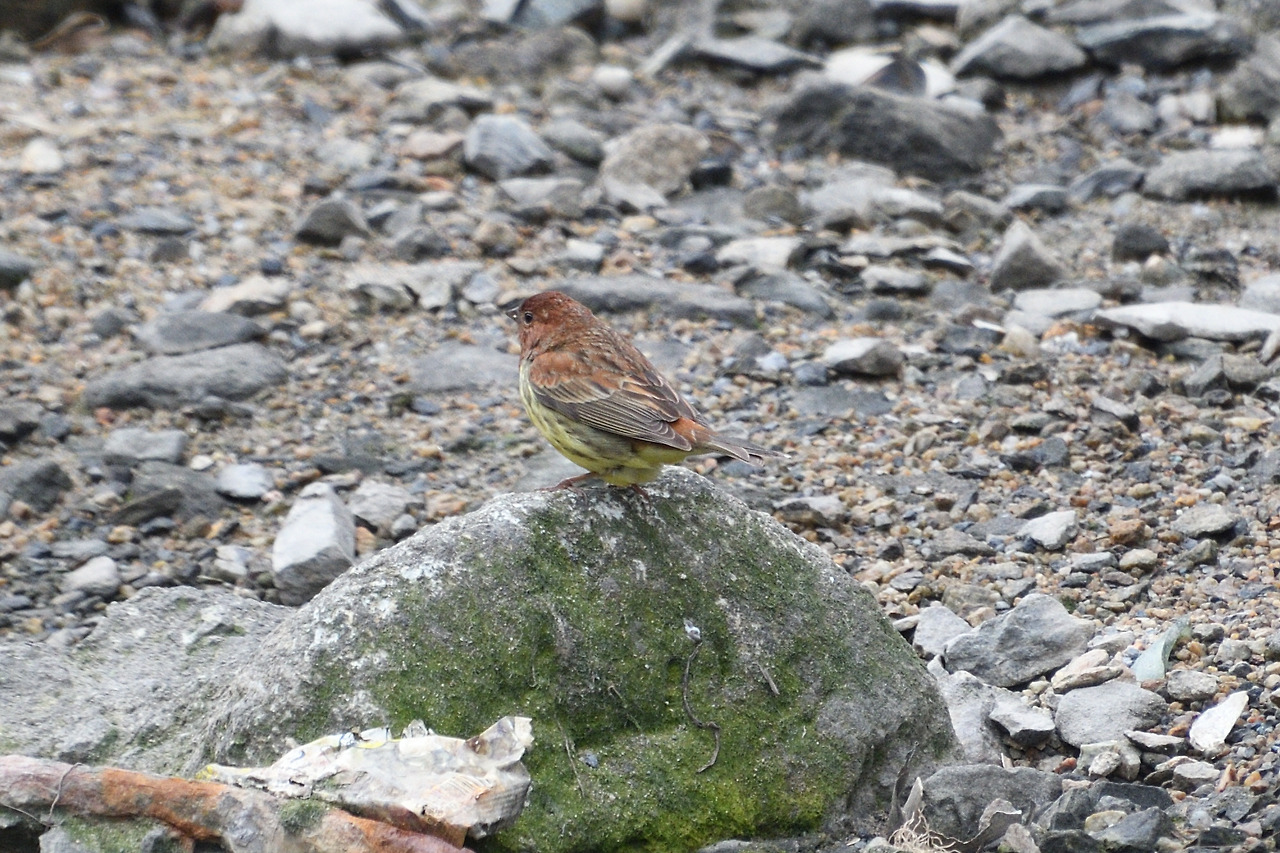 꼬까참새 -DSC_9582.jpg