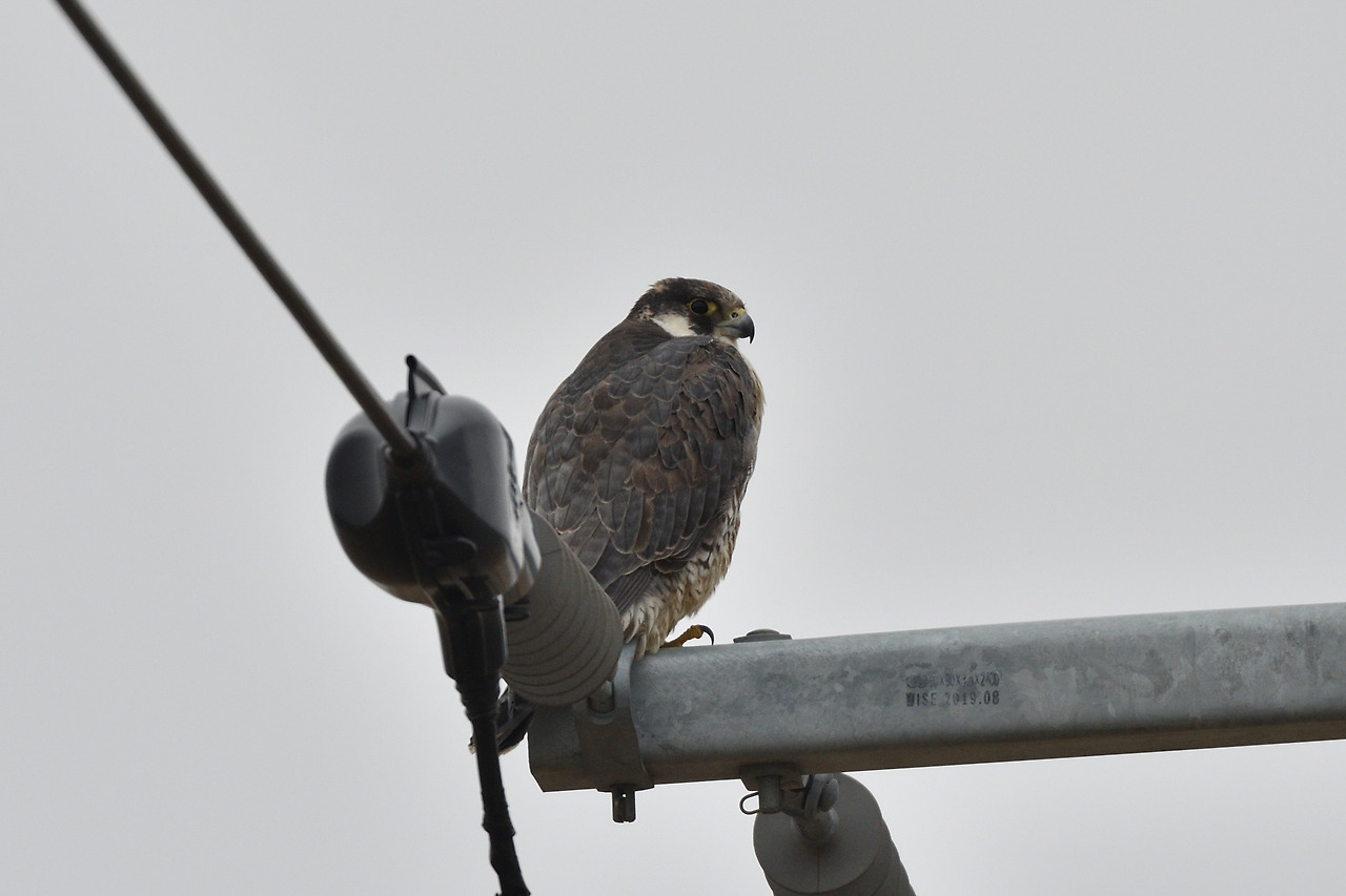 쇠황조롱이 수컷.jpg
