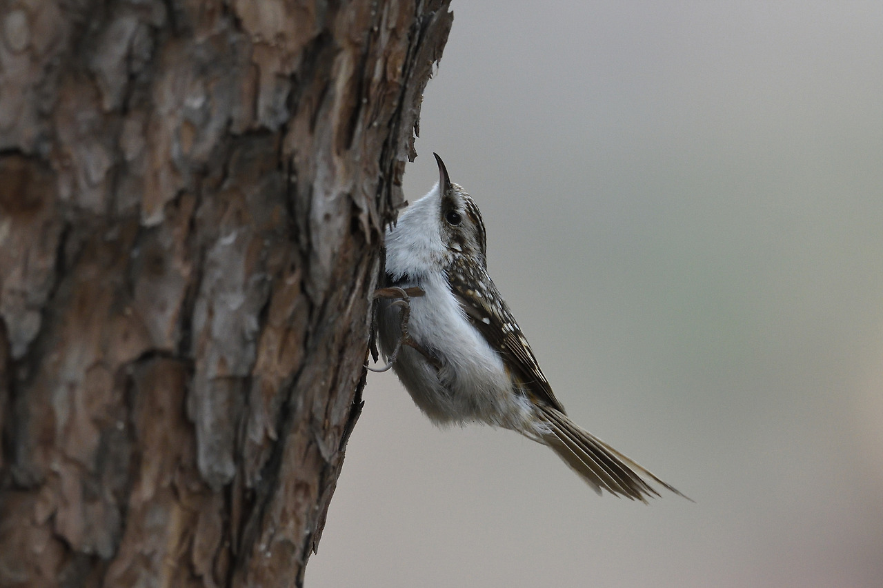 나무발바리 창경궁3.jpg
