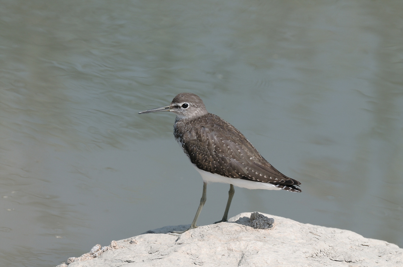 KakaoTalk_20220630_194742907 삑삑도요 2008년 송도.jpg