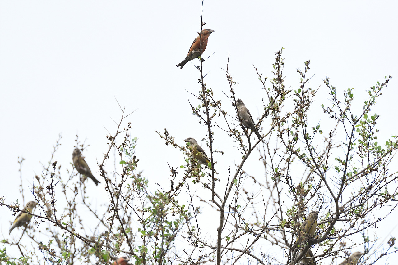 솔잣새 광릉2.jpg