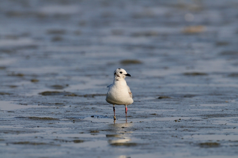 검은머리갈매기 겨울깃.jpg