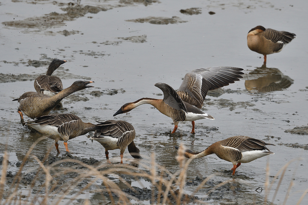 개리 승(고개 숙인 큰기러기).jpg