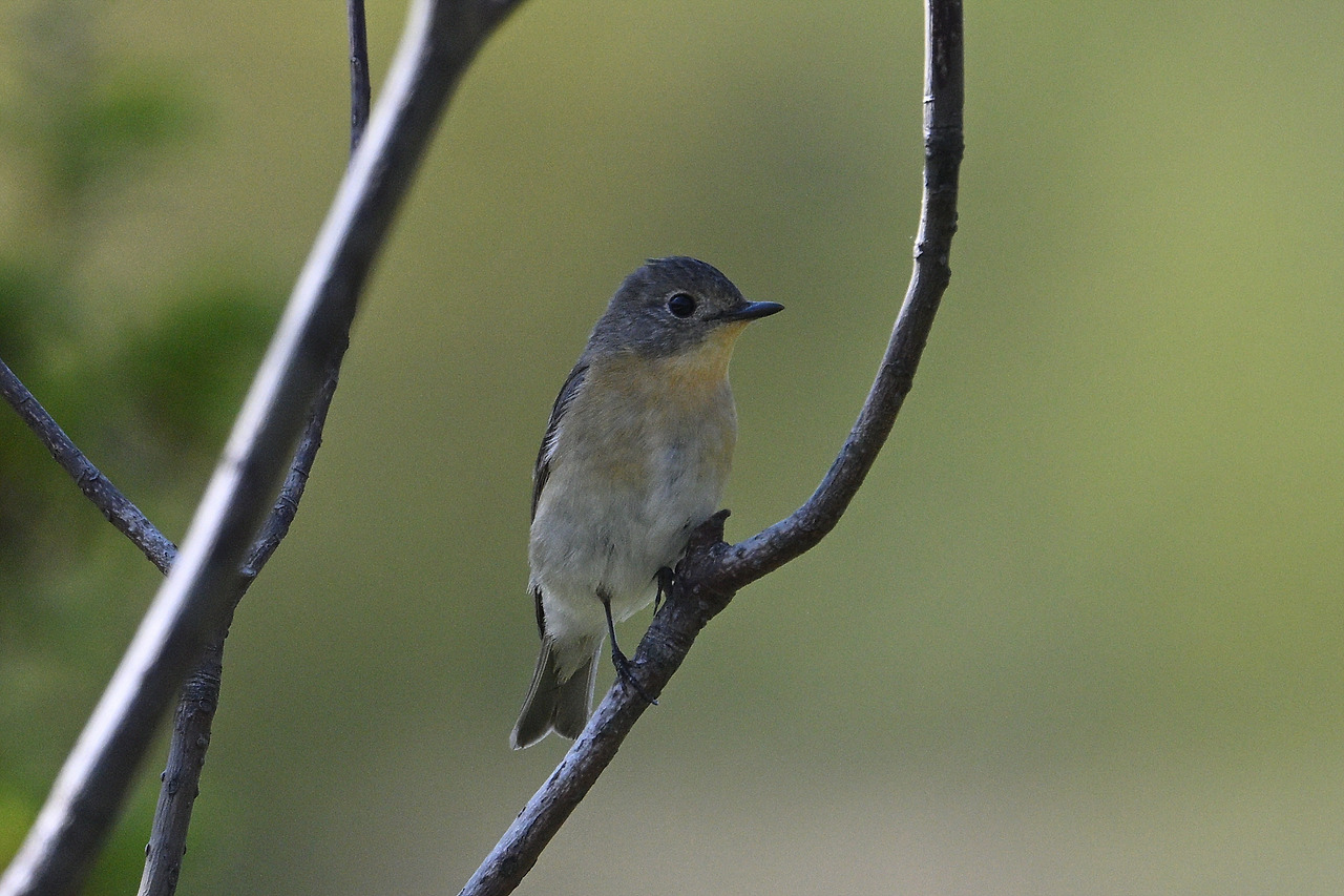 21. 노랑딱새 암컷.jpg