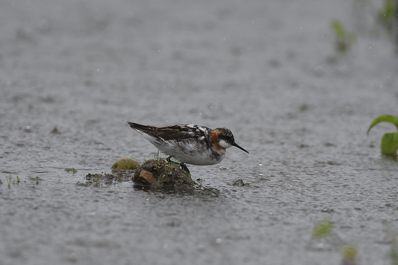 DSC_5594_00001 지느러미발도요 강릉.jpg
