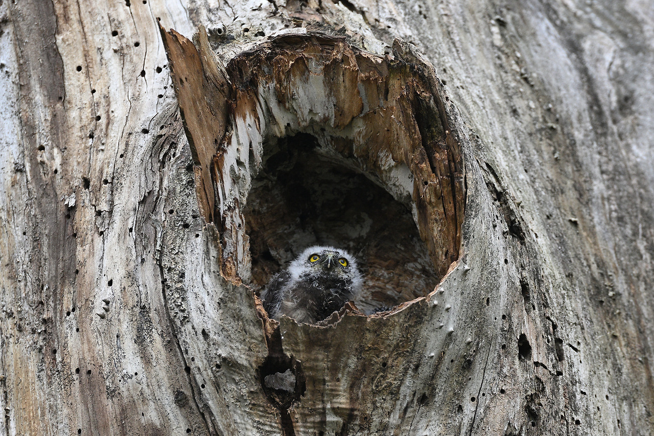 DSC_6209(솔부엉이 1-2).jpg