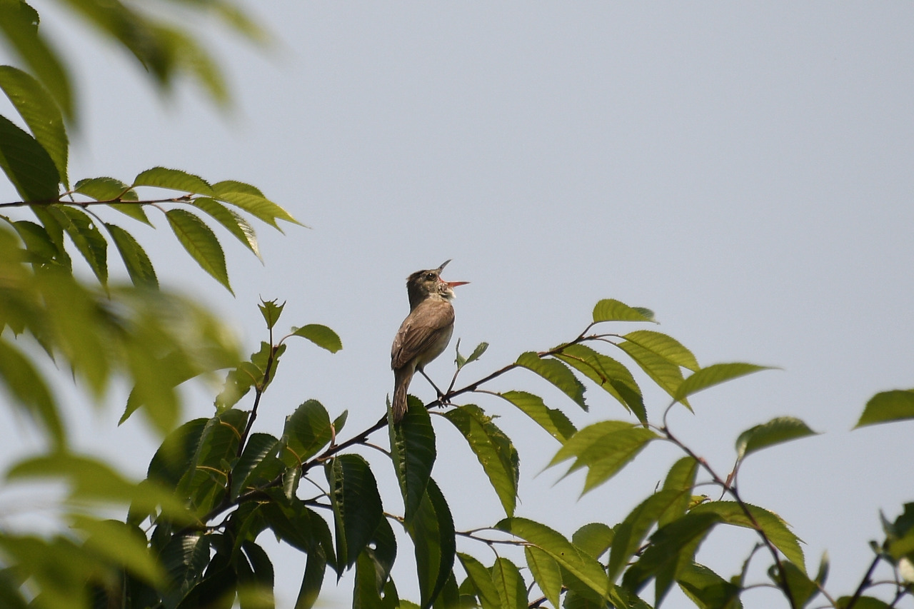 나무 위까지.jpg