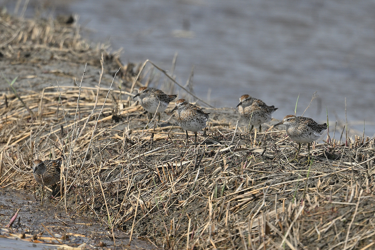 DSC_1839 메추라기도요 2.jpg