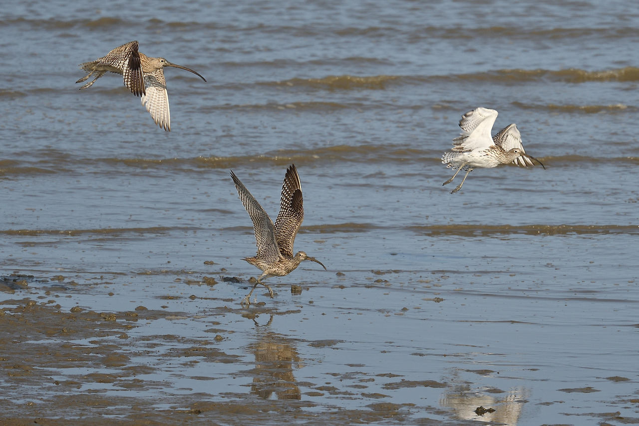DSC_8724_00001 알락꼬리마도요 매향리.jpg