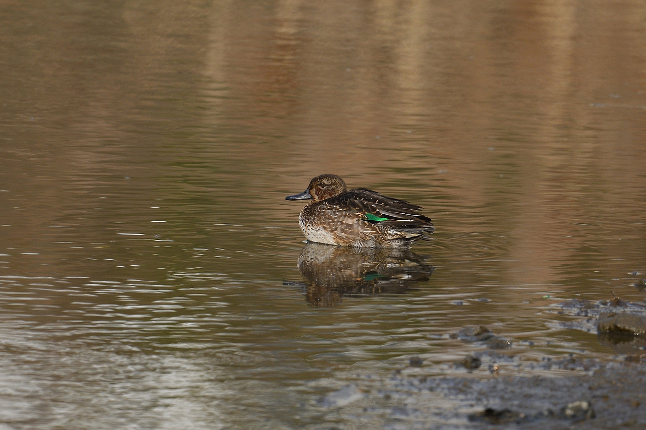 쇠오리 수컷 변환깃.jpg