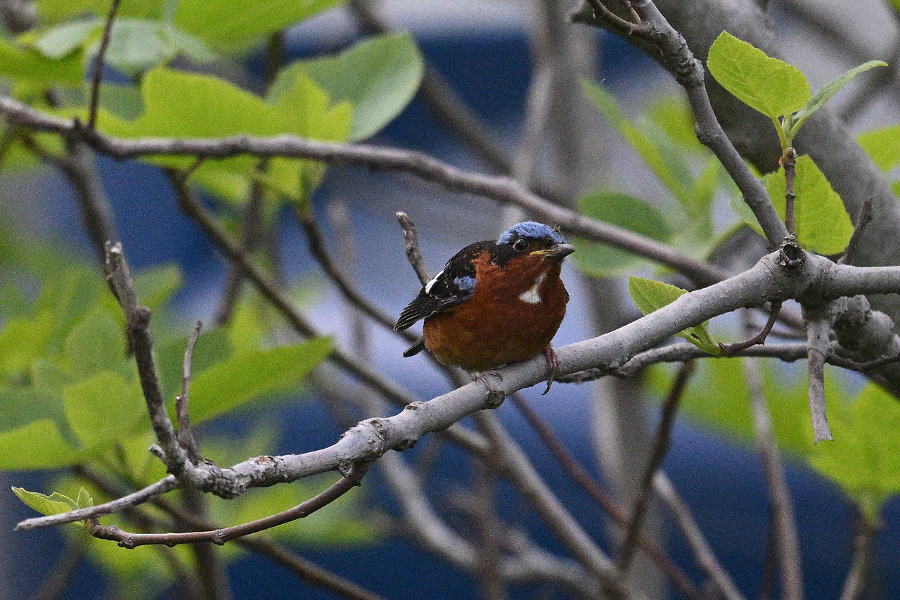 12일 꼬까직박구리무화과나무 위 DSC_0567.jpg
