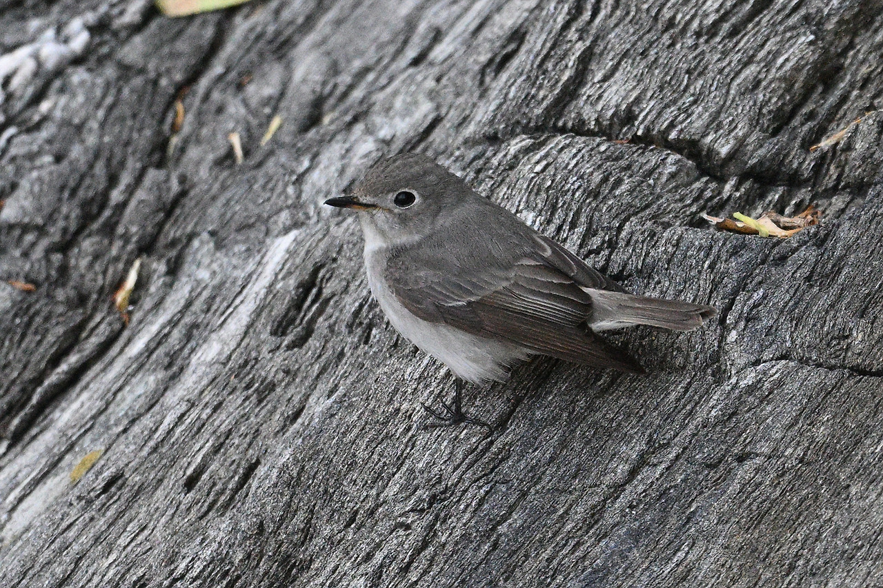 18. 쇠솔딱새1.jpg