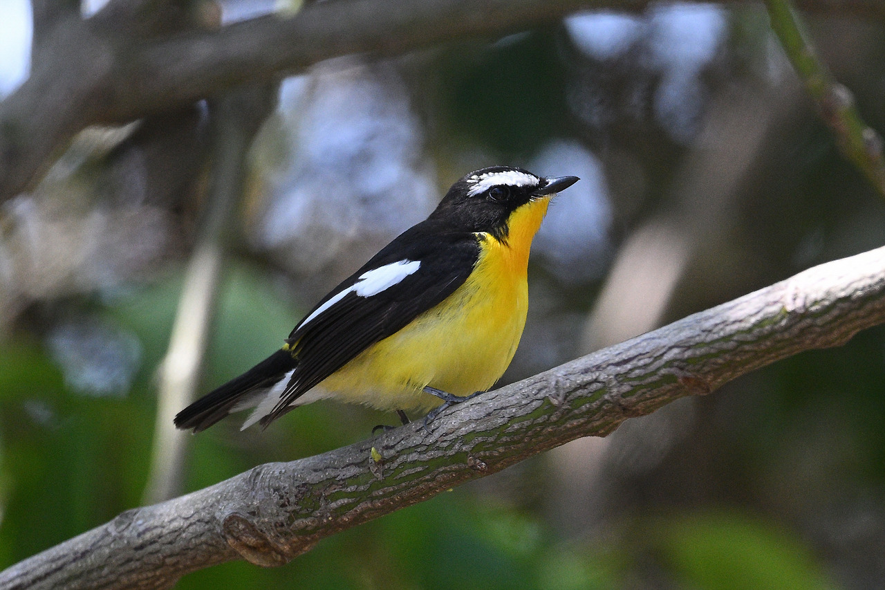 3. 흰눈썹황금새DSC_4541.jpg