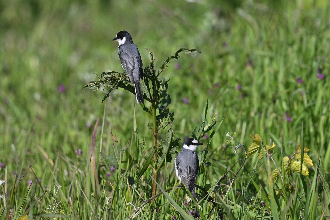 2. 할미새사촌.jpg