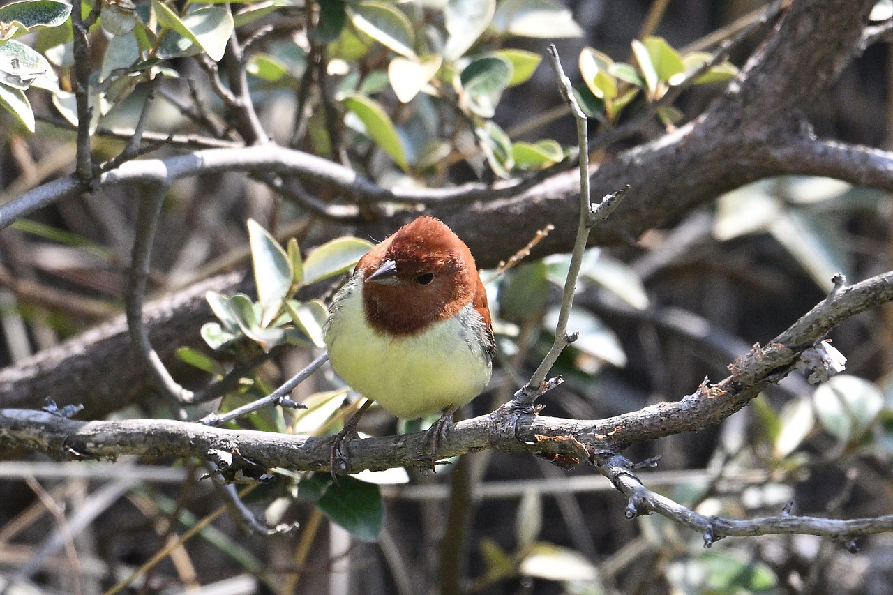 5. 꼬까참새DSC_2952.jpg